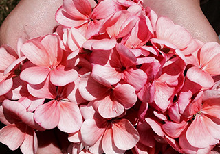 オリシャセット